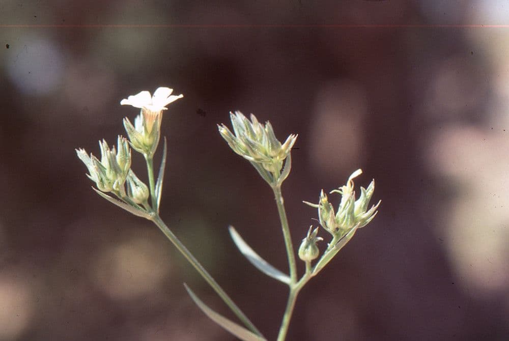 Polycnemum 7