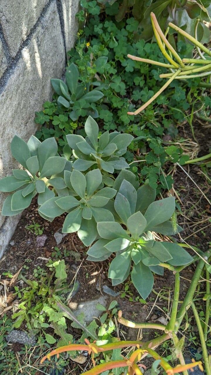 Cistanthe grandiflora 16