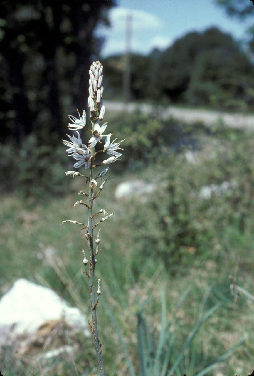 Asphodel 2
