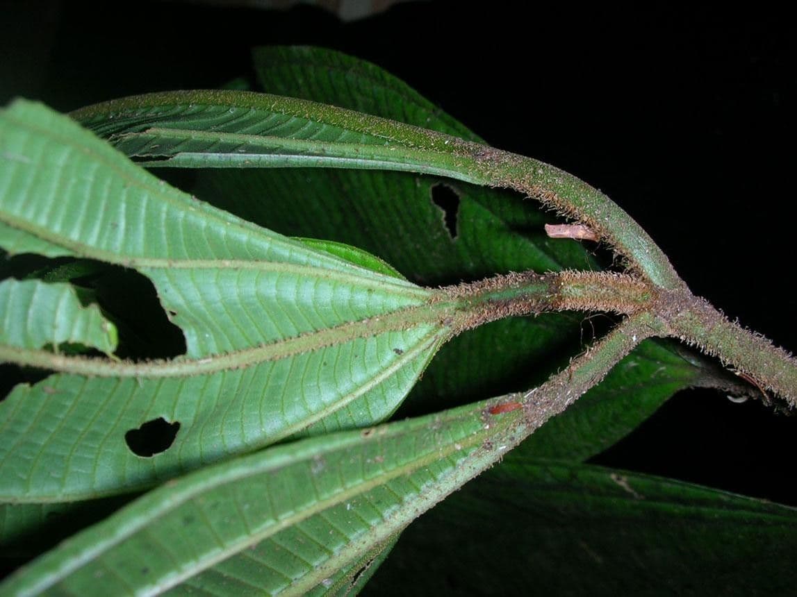 Miconia 13
