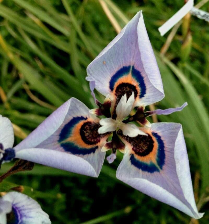 Moraea villosa 5