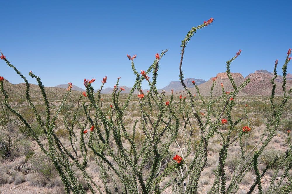 Ocotillo 12