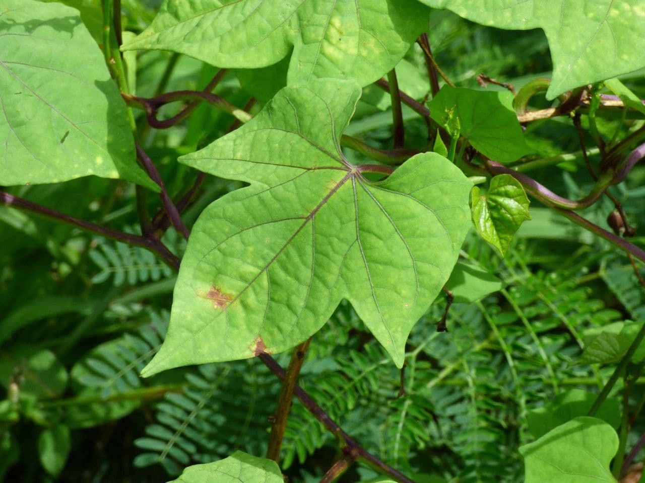 Ipomoea hederifolia 19