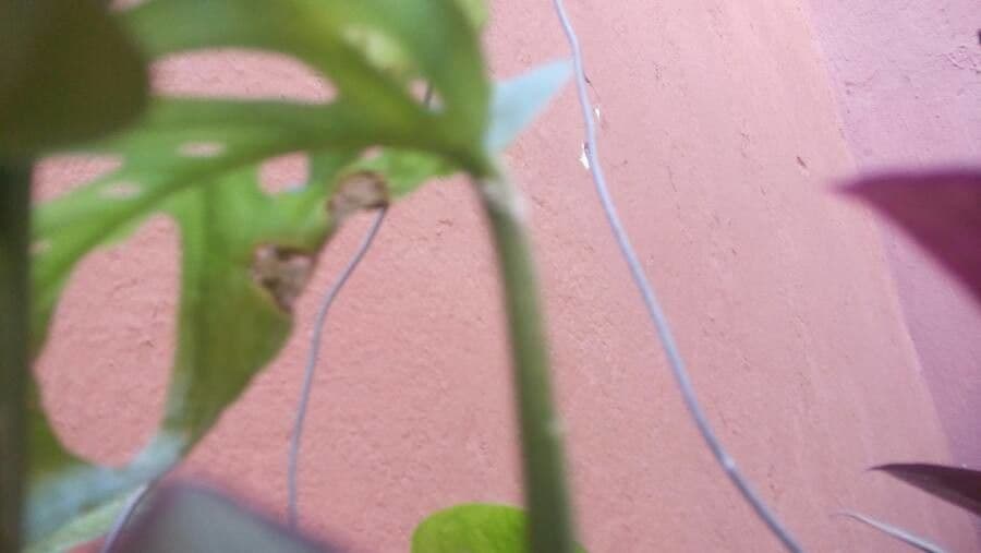 Monstera adansonii 22