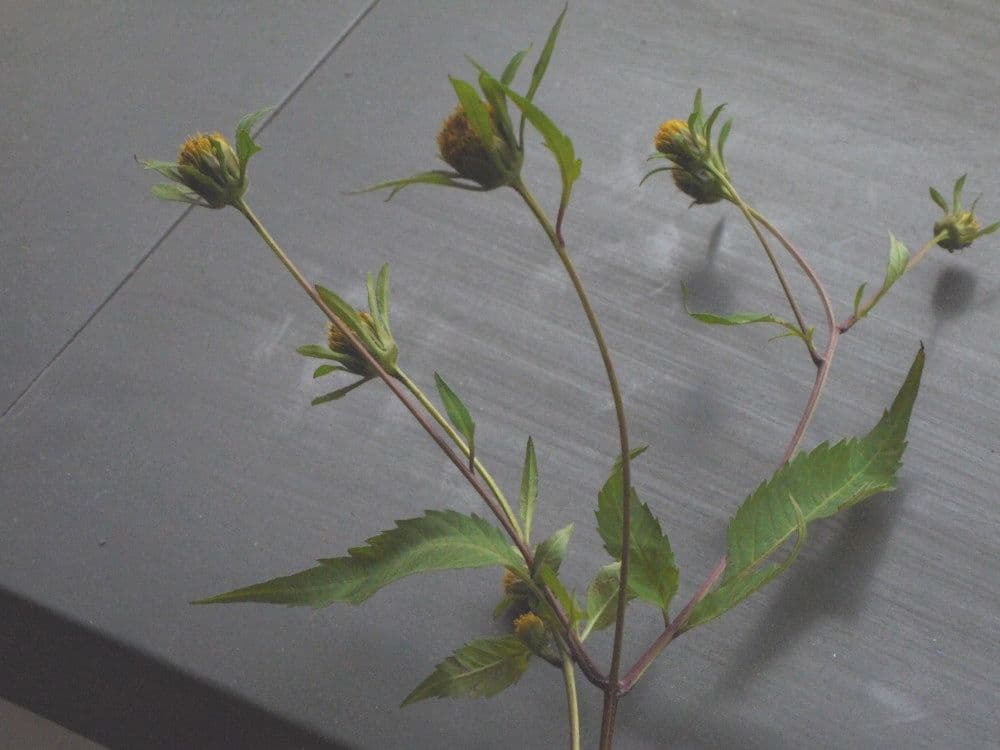Bidens radiata 25