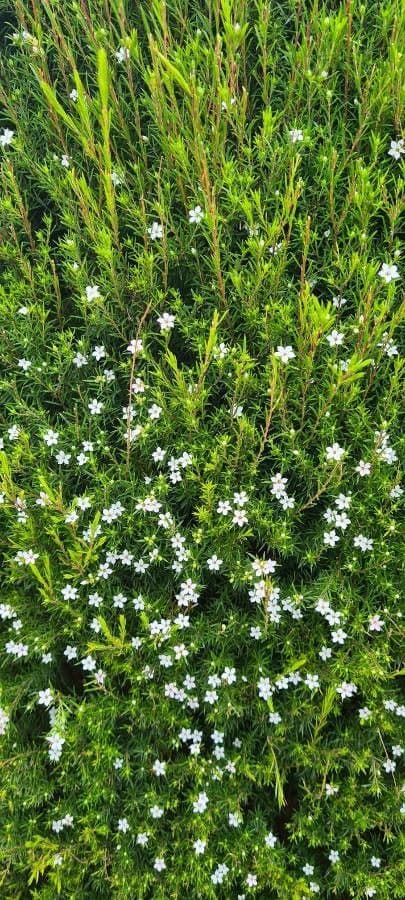 Diosma 12