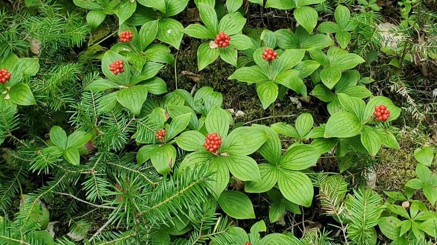 Cornus de Canadá 3