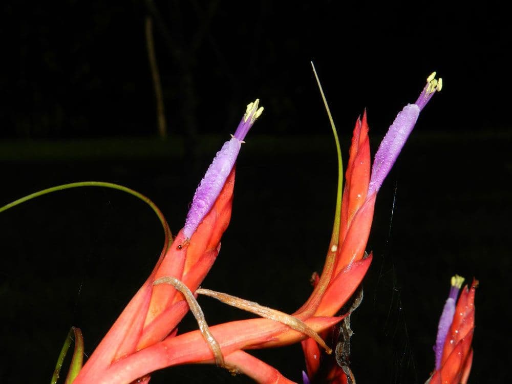 Tillandsia flexueuse 3