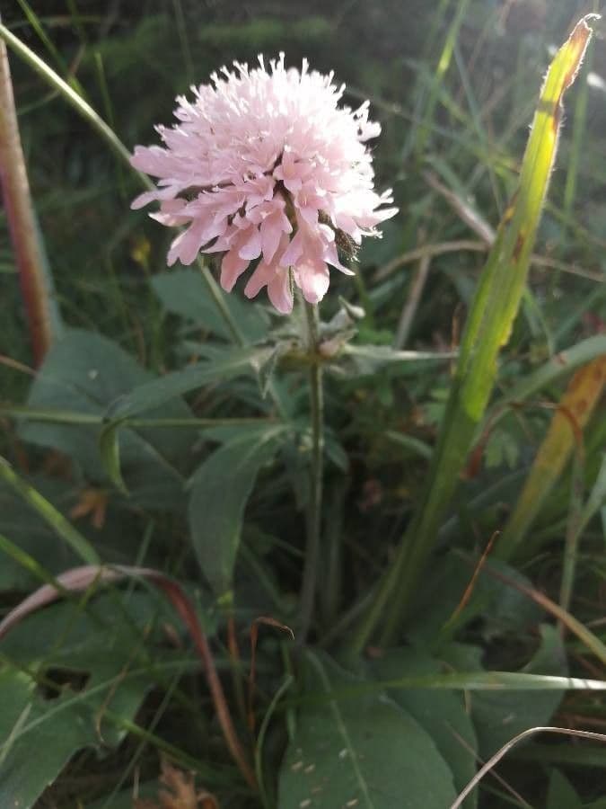 Knautia 8