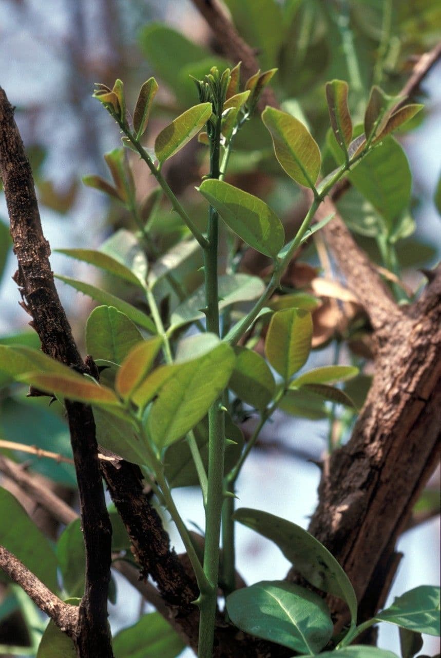 Zanthoxylum zanthoxyloides 12