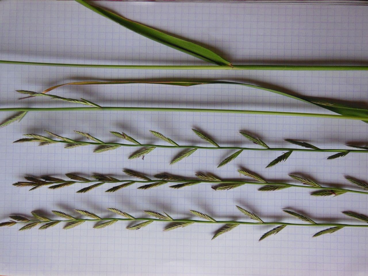 Jílek mnohokvětý 24