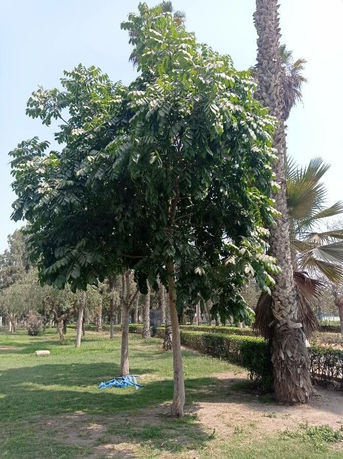 Dysoxylum Gaudichaud 4