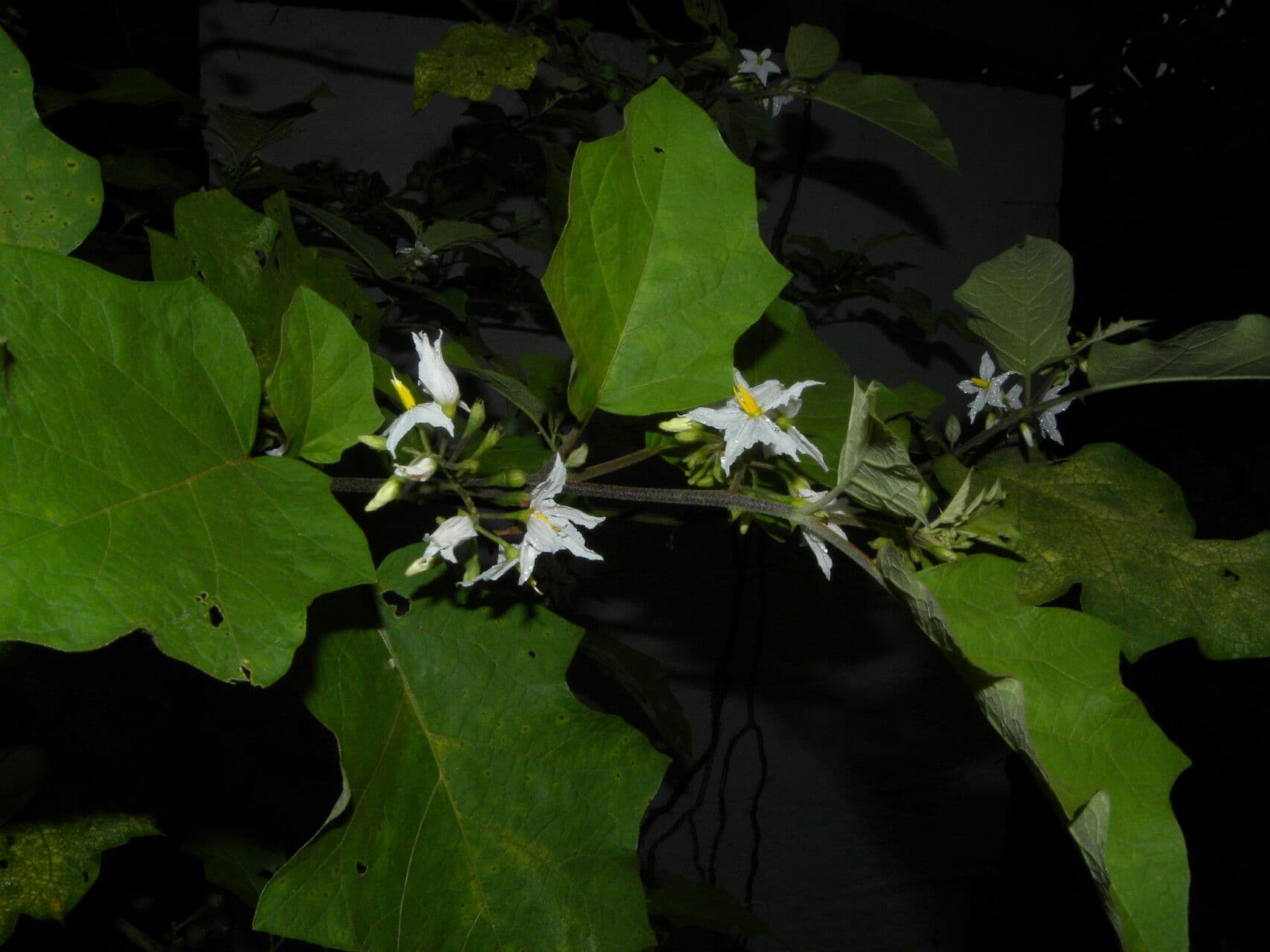 Solano giamaicano 8