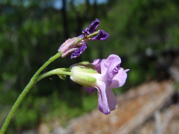 Arabis 2