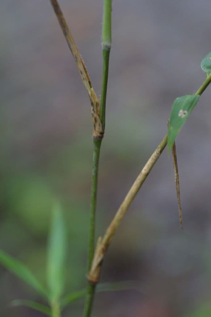 Riesenschilf 15
