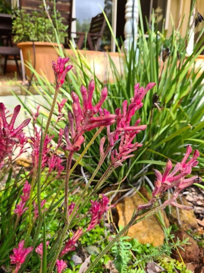 Anigozanthos
