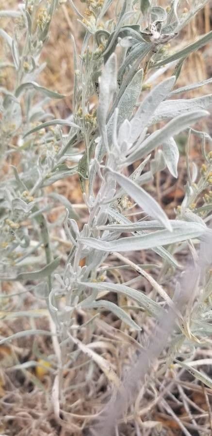 Artemisia argentea 12