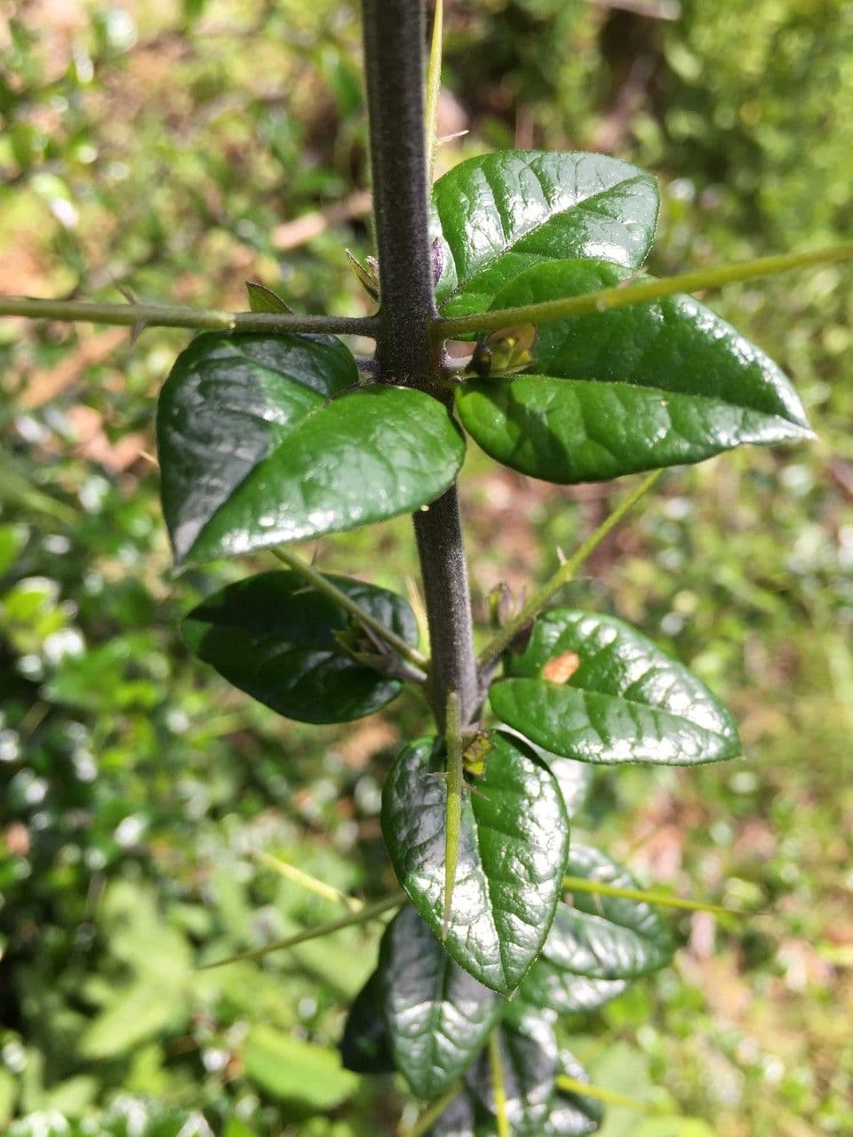 Dorniger Myrte 17