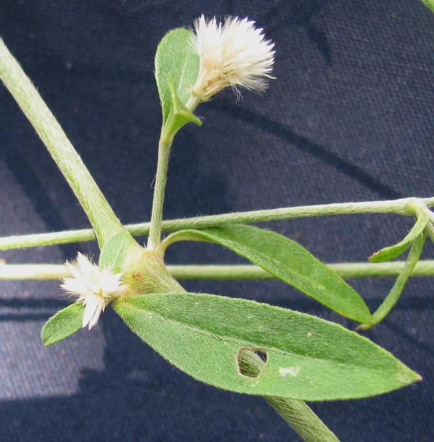 Alternanthera 3