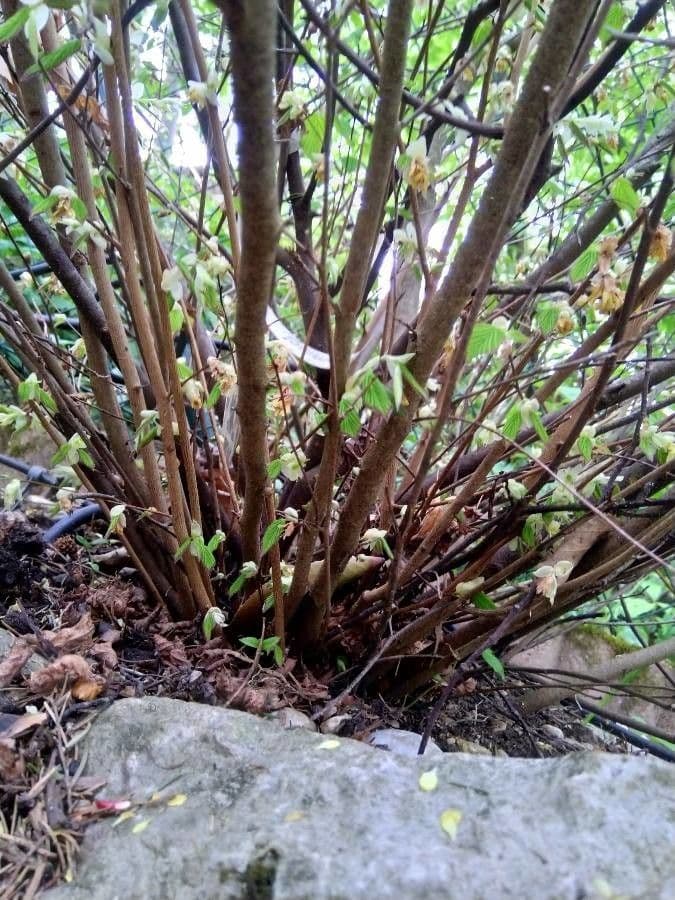 Corylopsis 17