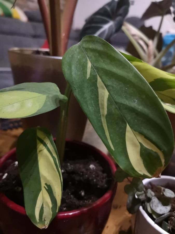 Ctenanthe 8
