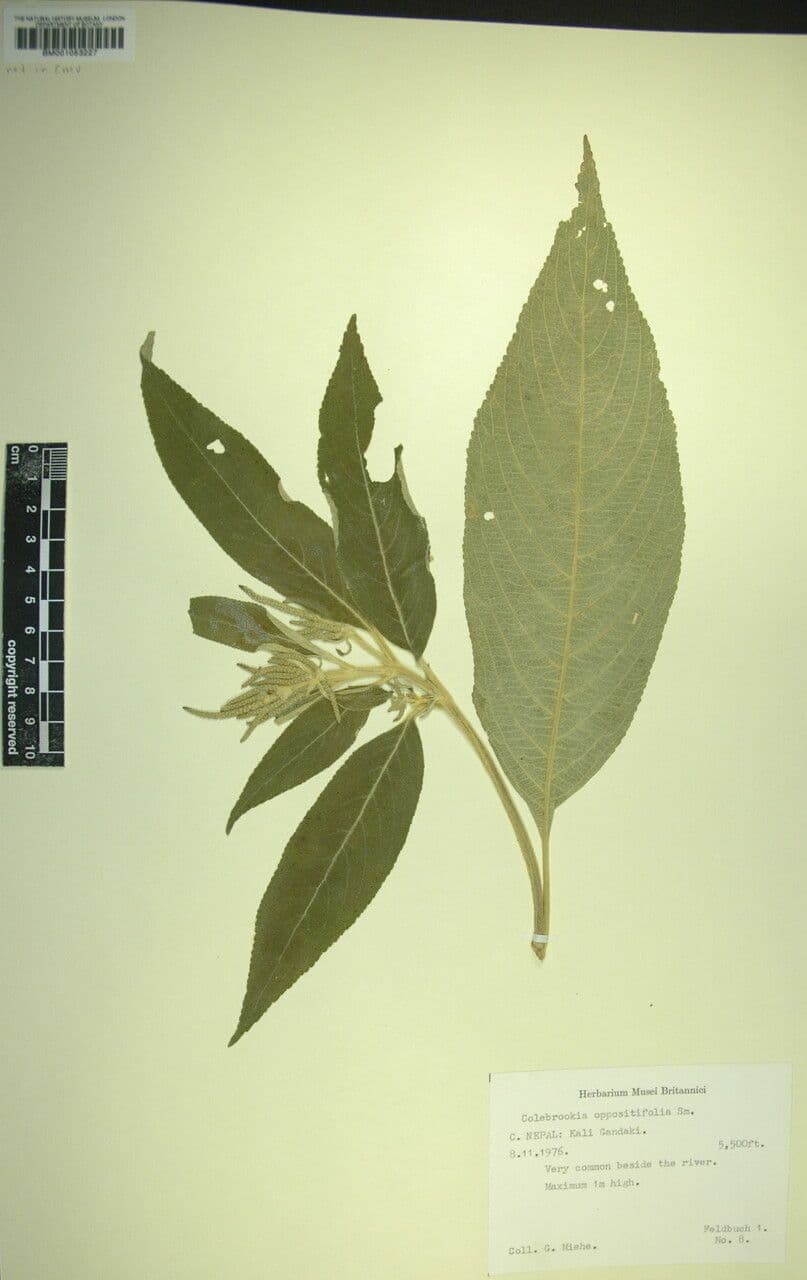 Colebrookea 11