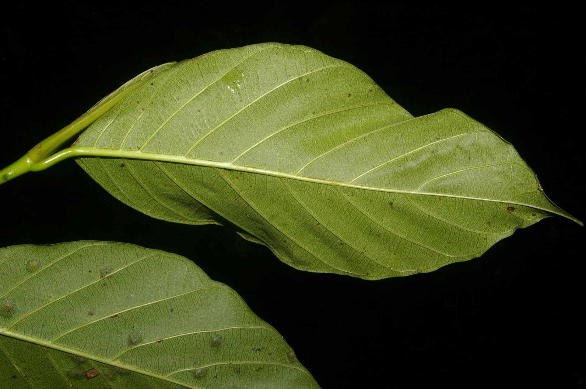 Poulsenia armata 3