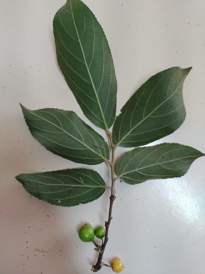 Casearia 4
