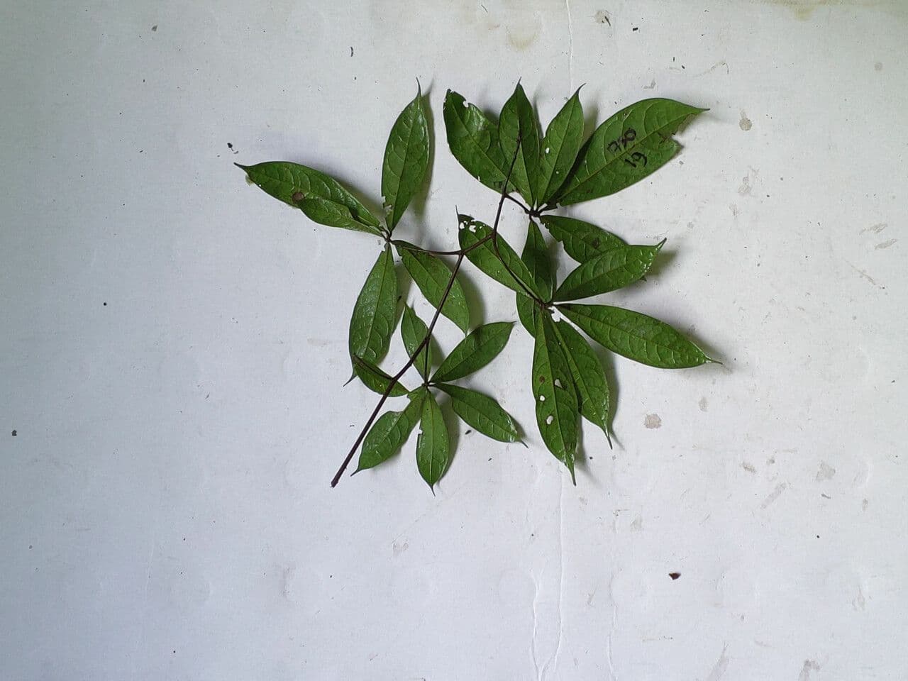 Ocotea 5
