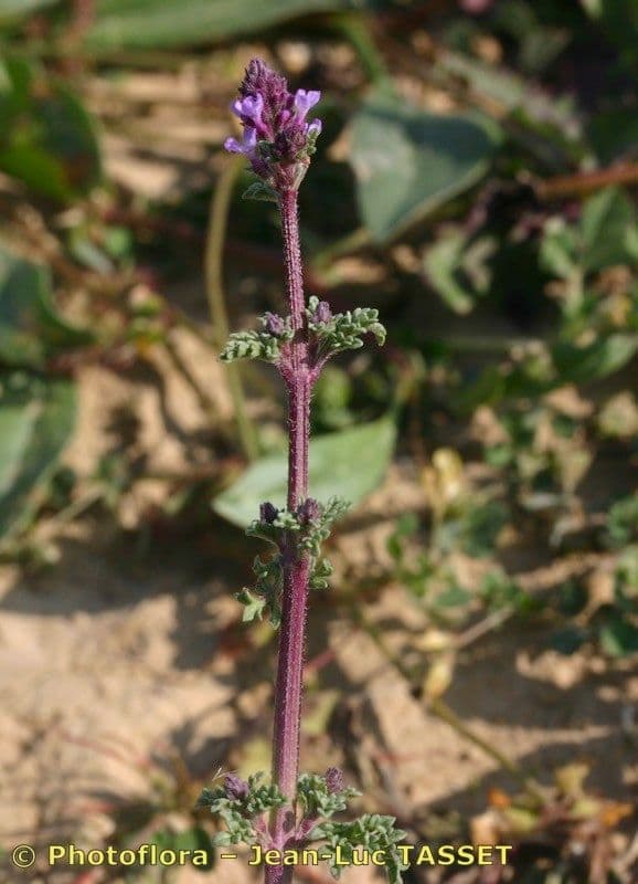 Verbena prostrata 17
