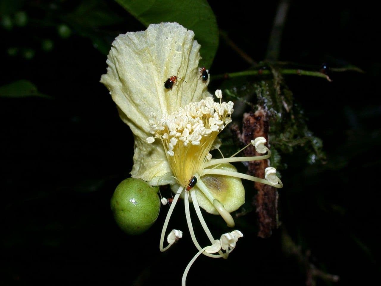 Swartzia 8