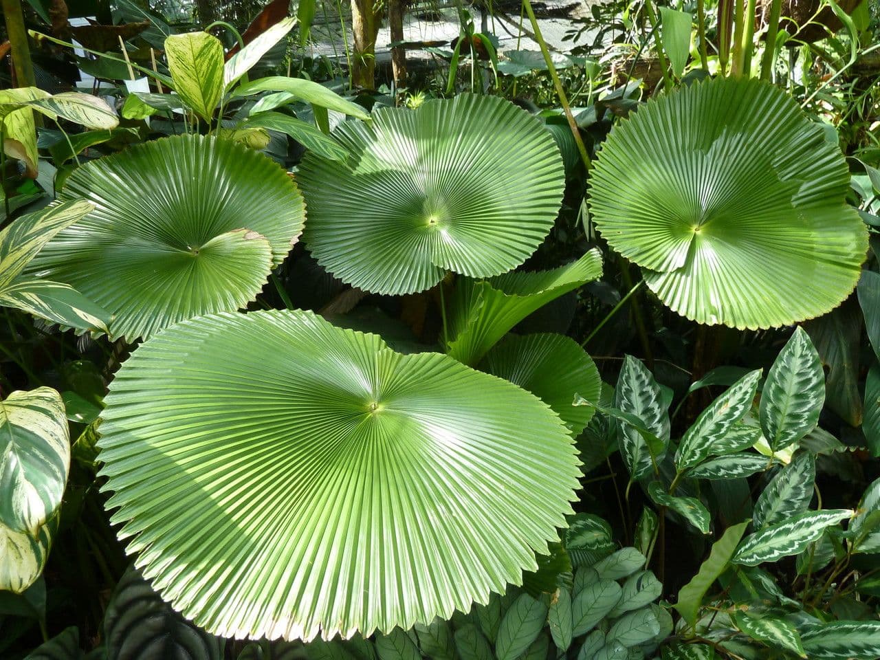 Licuala 5