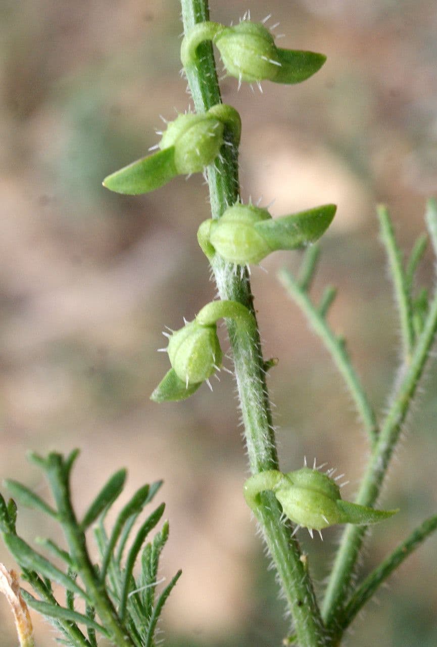 Löffelkohl