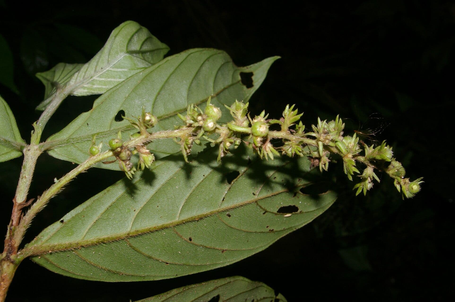 Bertiera 6