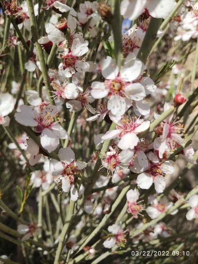 Rhamnus 7