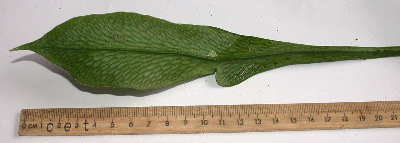 Polytaenium 4