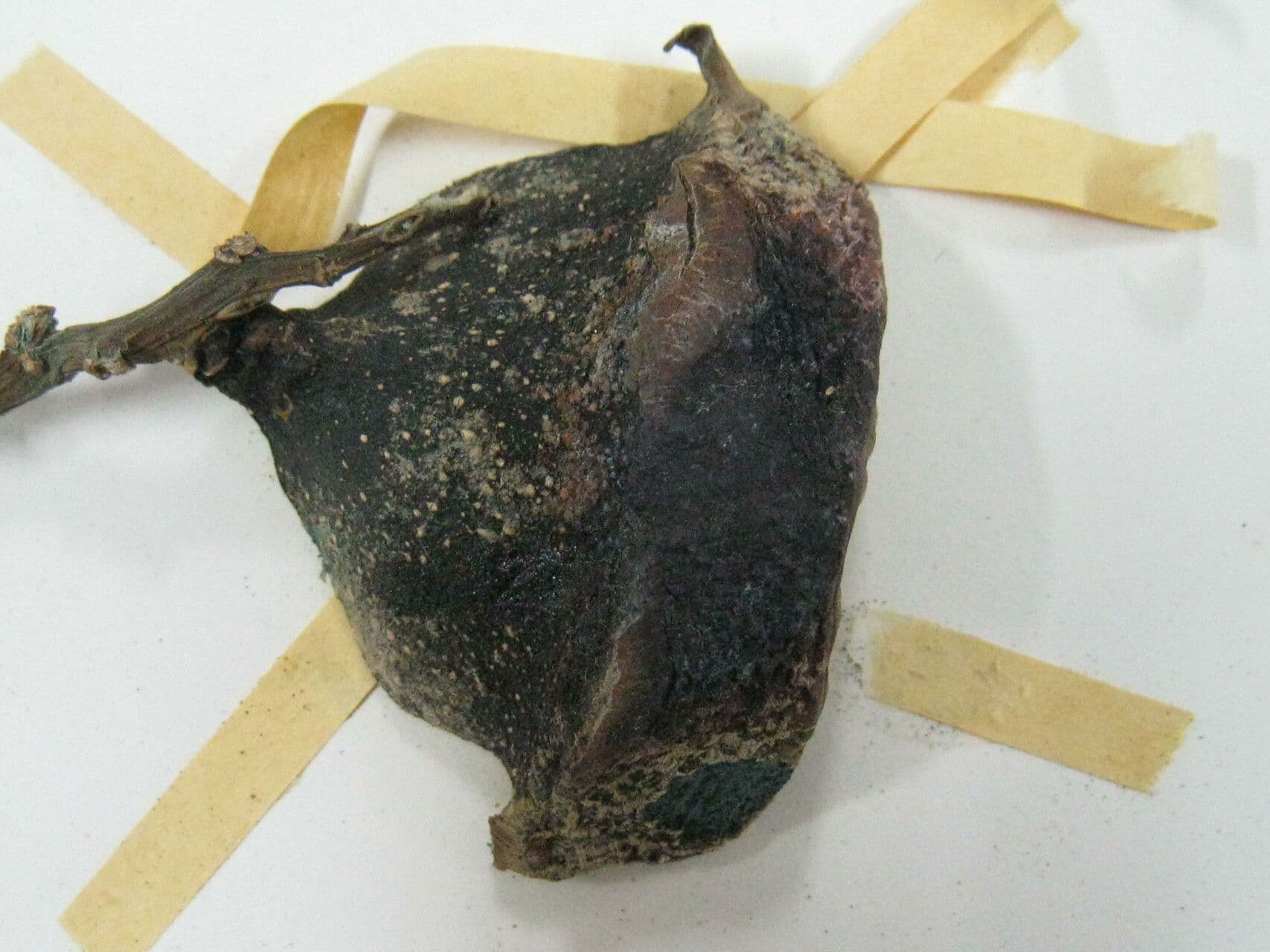 Eschweilera 8