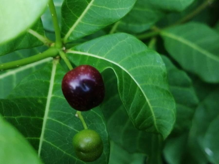 Rauvolfia viridis