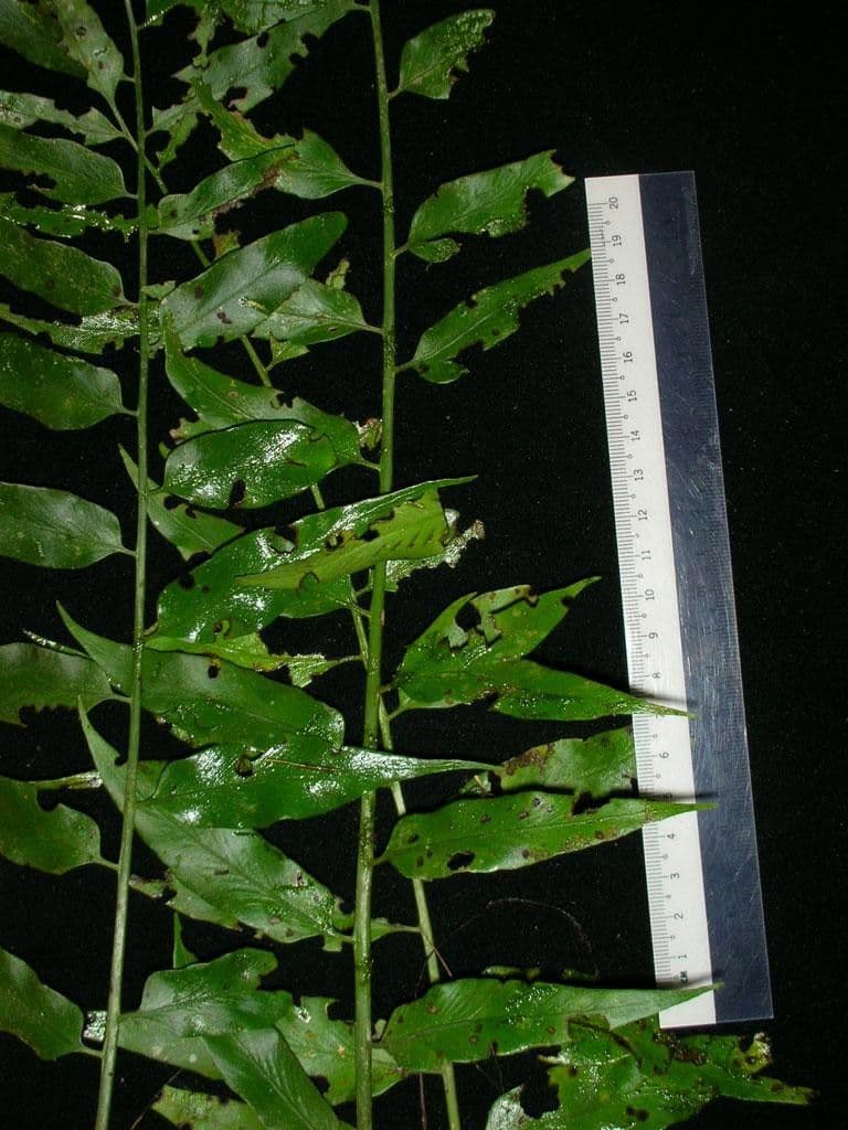 Spleénium à feuilles de noyer 10