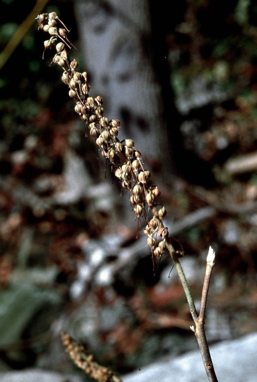 Clethra 3