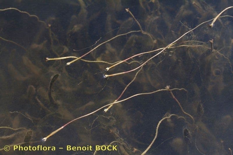 Vallisneria a spirale 2