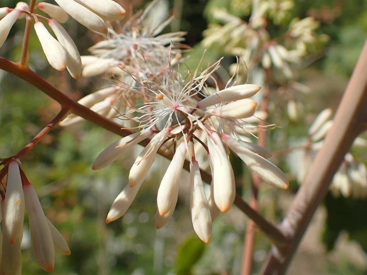 Macleaya 2