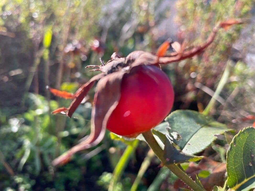 Tannenrose 3