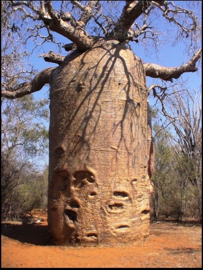 Baobab 15