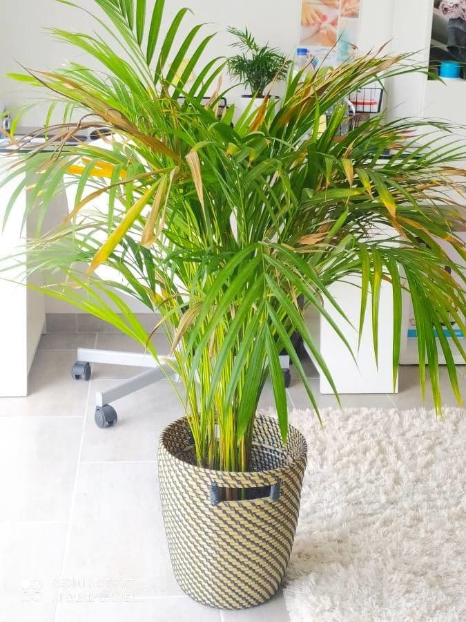 Areca dorée 17