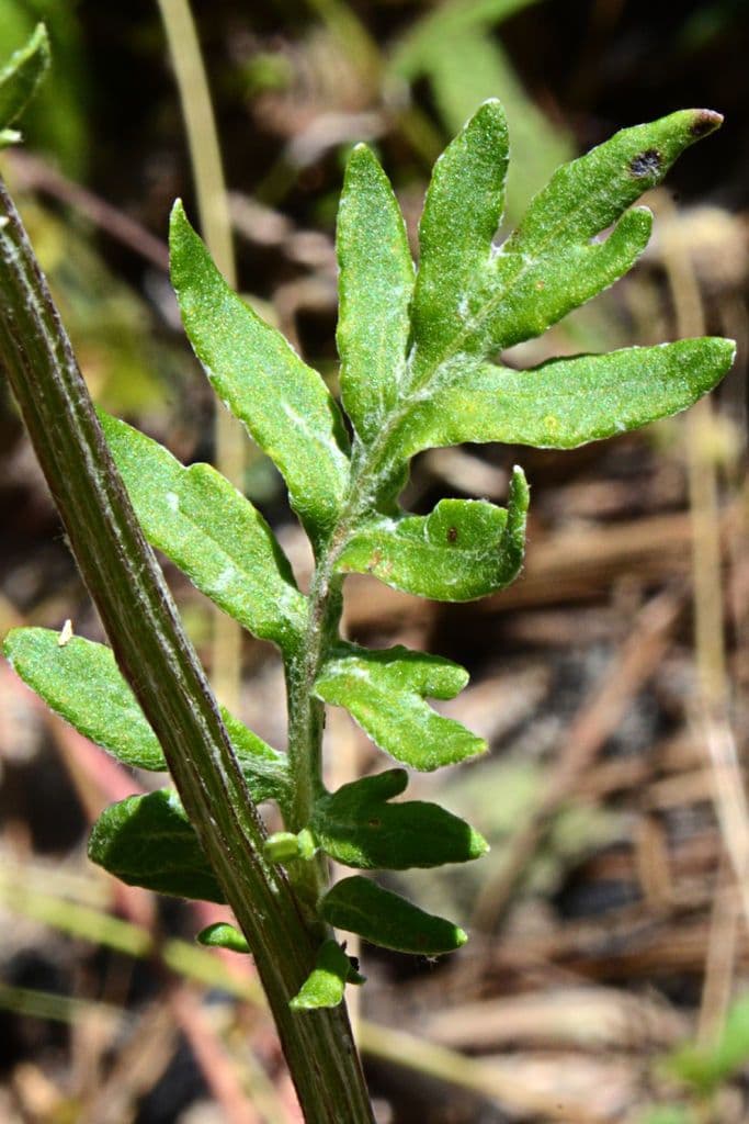 Hymenopappus artemisiifolius 14