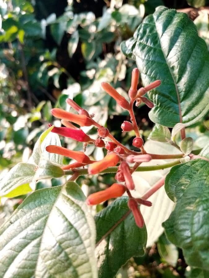 Hamelia 8
