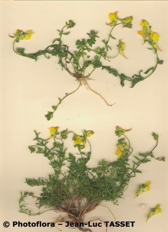 Linaria oblongifolia 6