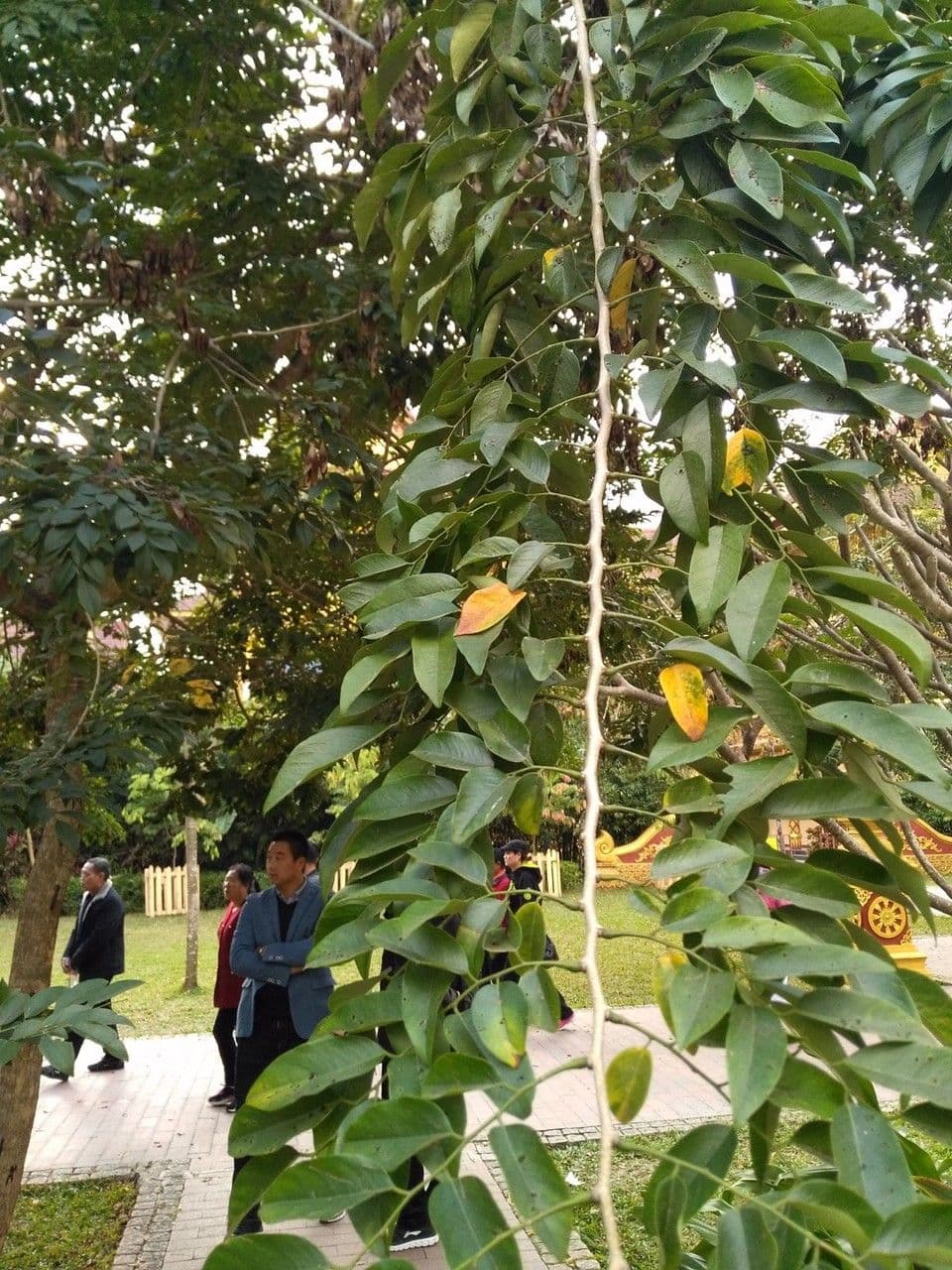 Dalbergia hupeana 3