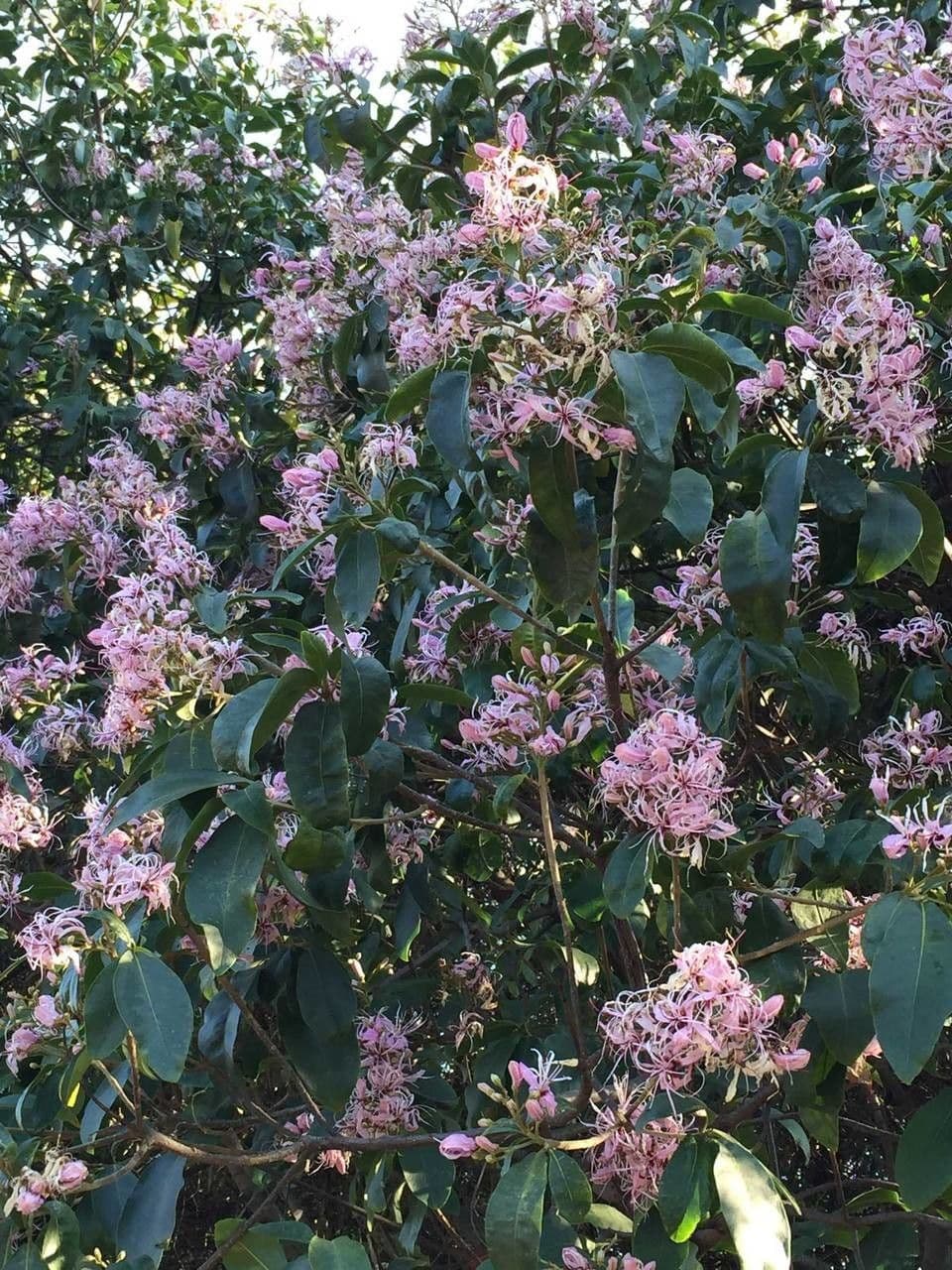 Calodendrum 10